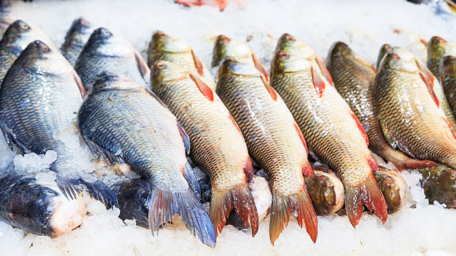 USINDO Fresh Fish