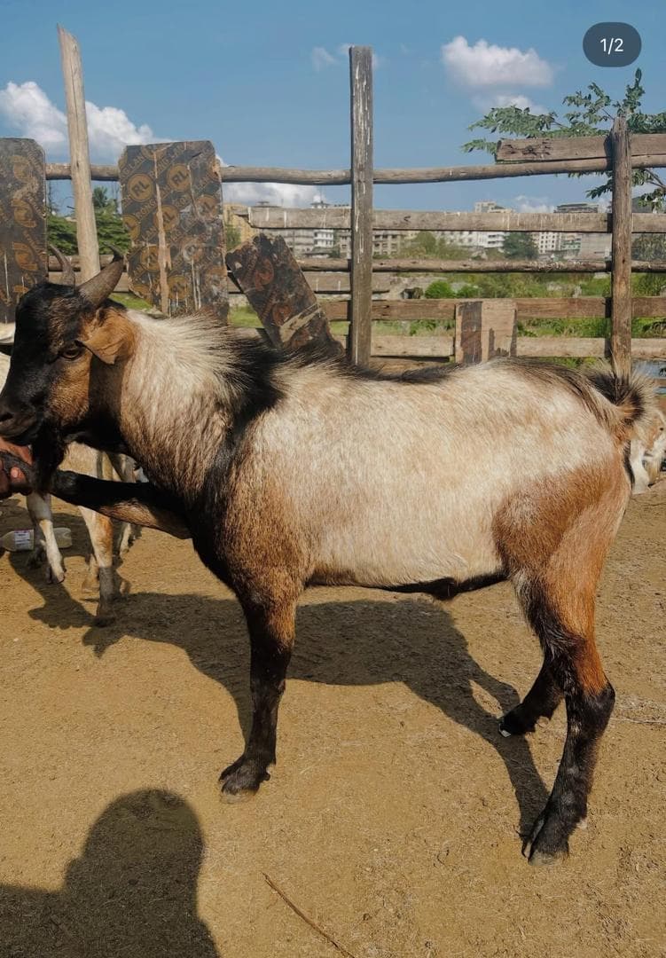 USINDO Livestock — 3