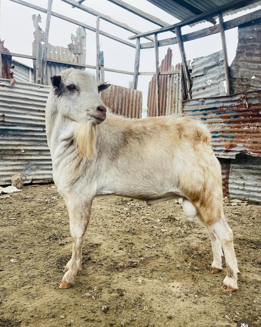 Quality goat at a USINDO livestock holding