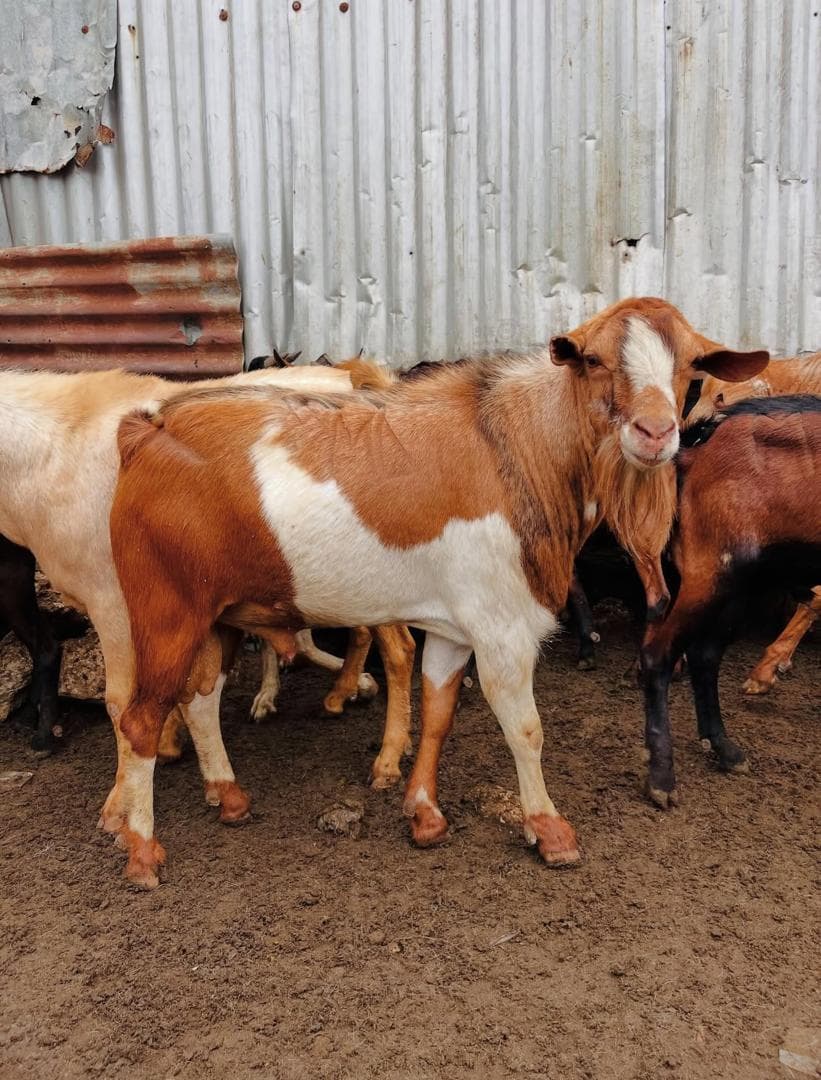 USINDO Livestock