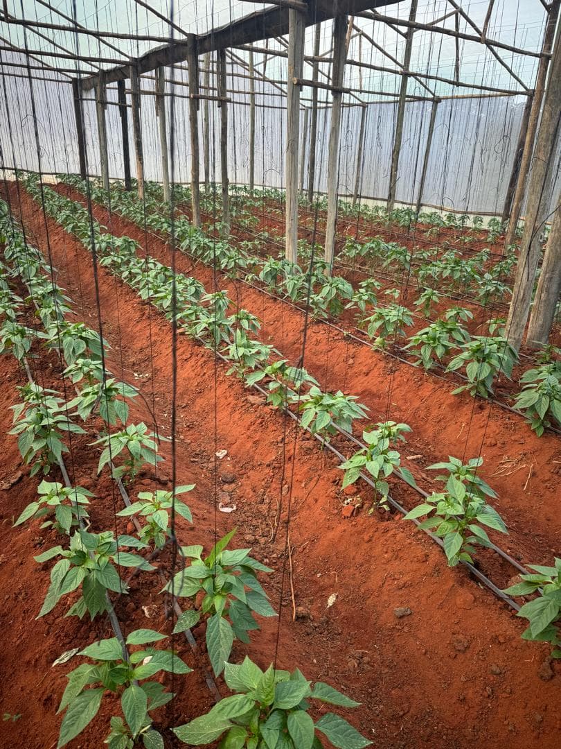 Rows of vegetables inside a USINDO greenhouse