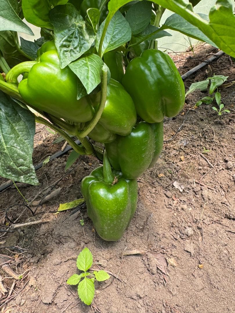 USINDO Fresh Produce — 6