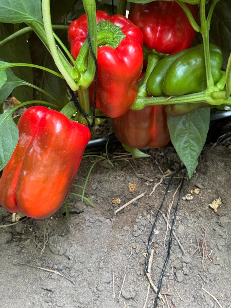 USINDO Fresh Produce — 3