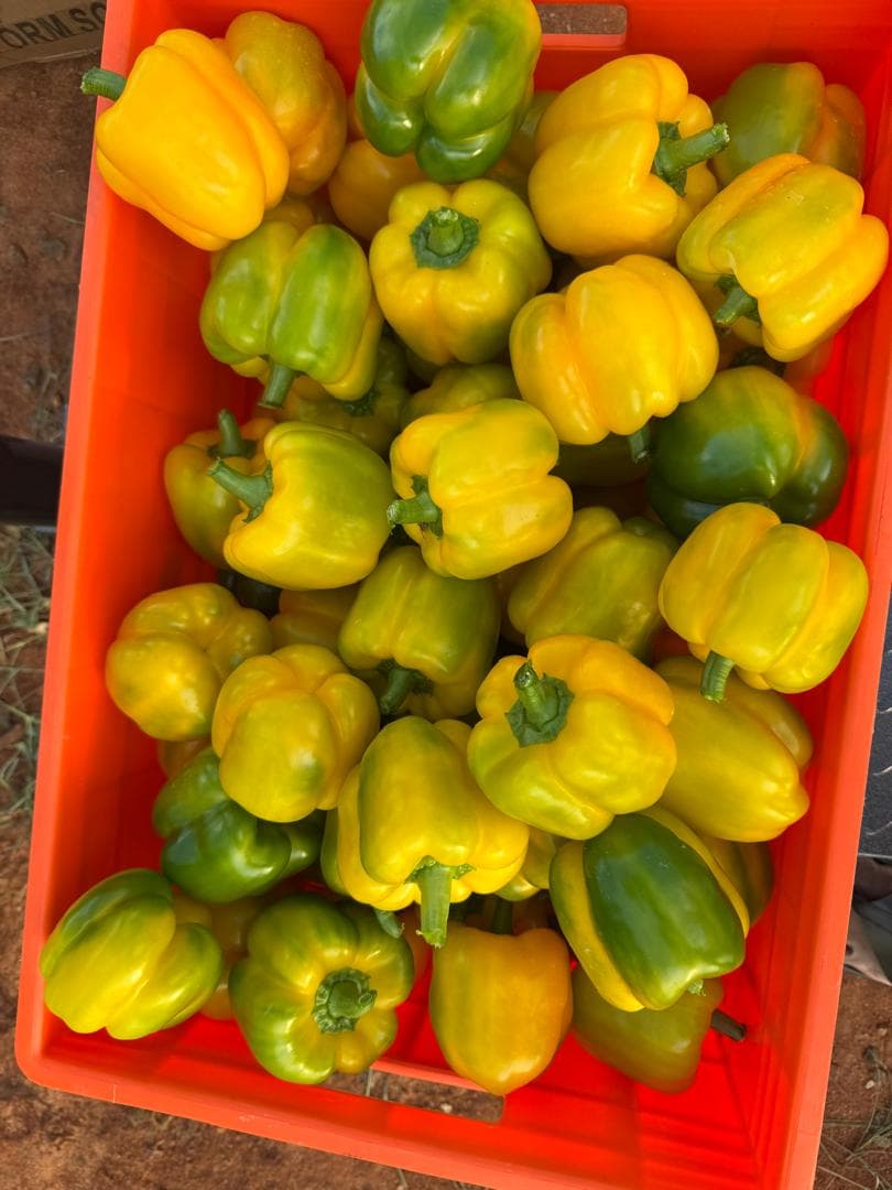 Freshly harvested bell peppers from USINDO greenhouses