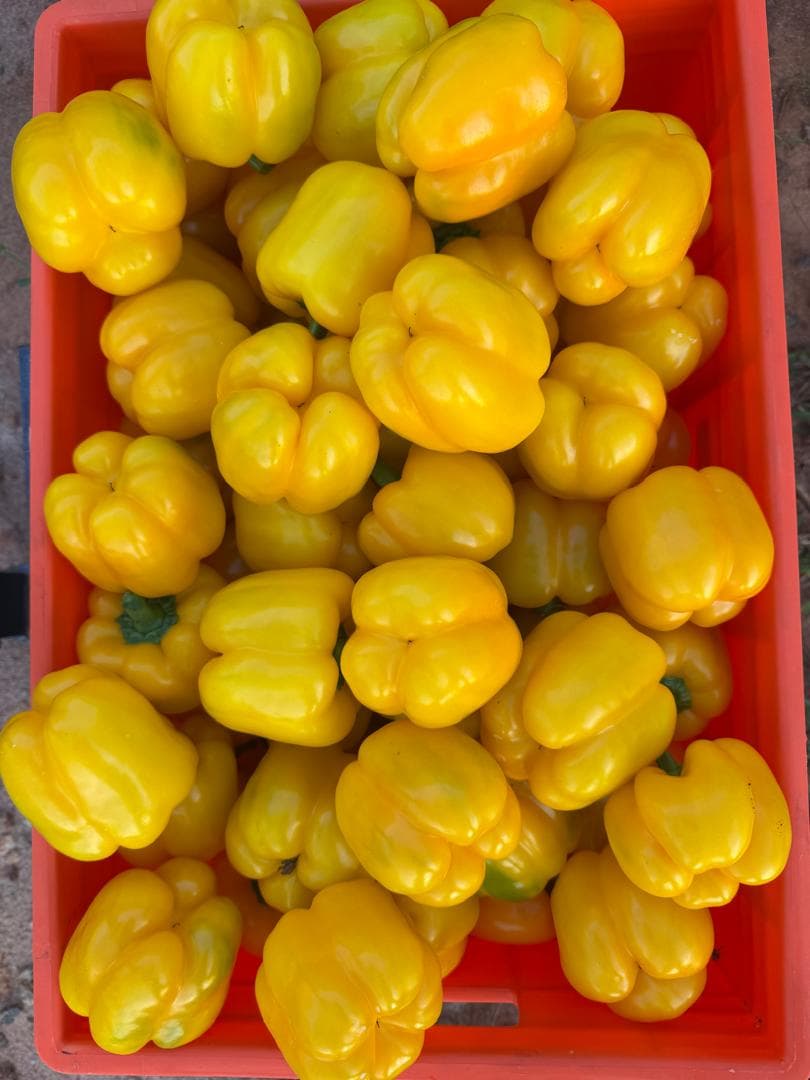 USINDO Fresh Produce